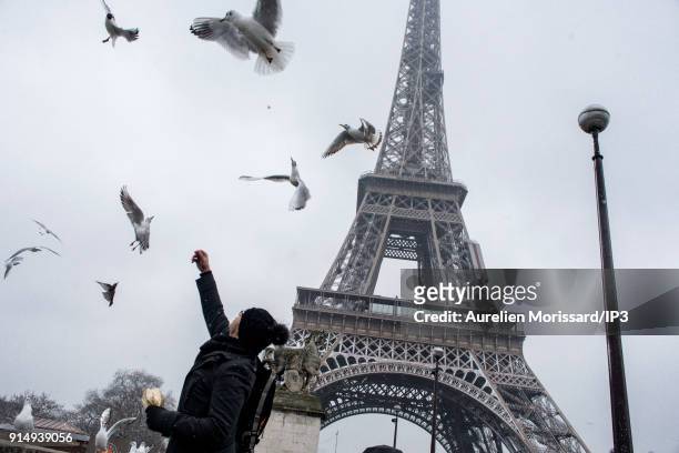 Man feeding seagulls near the Eiffel Tower under the snowfalls. Temperatures dropped since a few days now with the snowfall and the emergency cold...