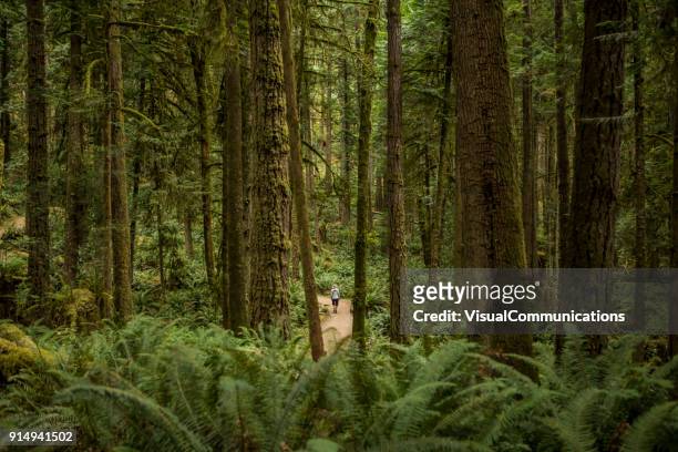 bos in skookumchuck narrows provincial park. - british columbia stockfoto's en -beelden