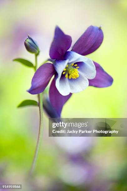 close-up image of a spring flowering, purple aquilegia flower also known as columbine or granny's bonnet - columbine flower stock pictures, royalty-free photos & images