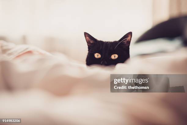 portrait of a hidden black cat - cats on the bed stock pictures, royalty-free photos & images