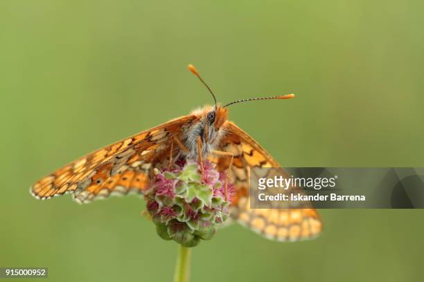 the beauty of the butterfly - erika klein stock-fotos und bilder