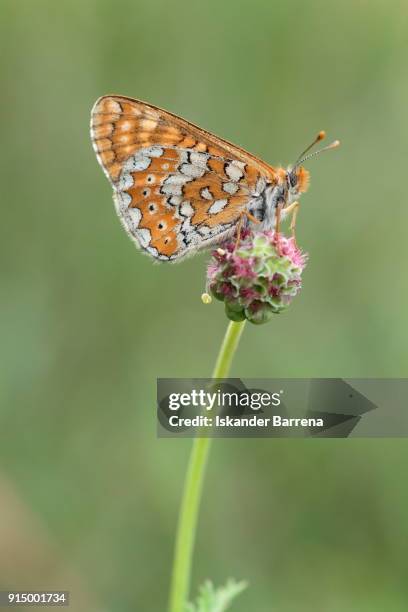 the beauty of the butterfly - erika klein stock-fotos und bilder