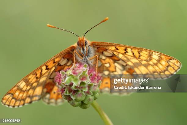 the beauty of the butterfly - erika klein stock-fotos und bilder