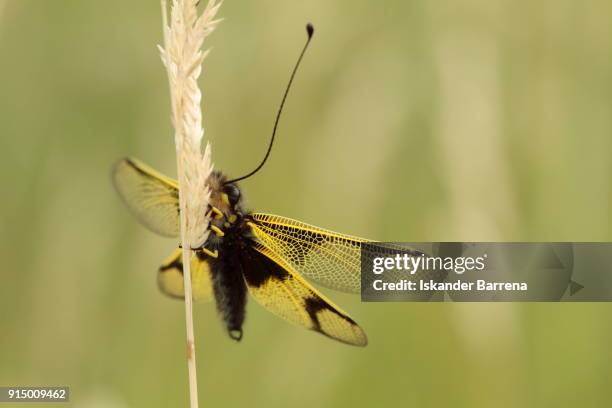 libelloides longicomis - damselfly stockfoto's en -beelden