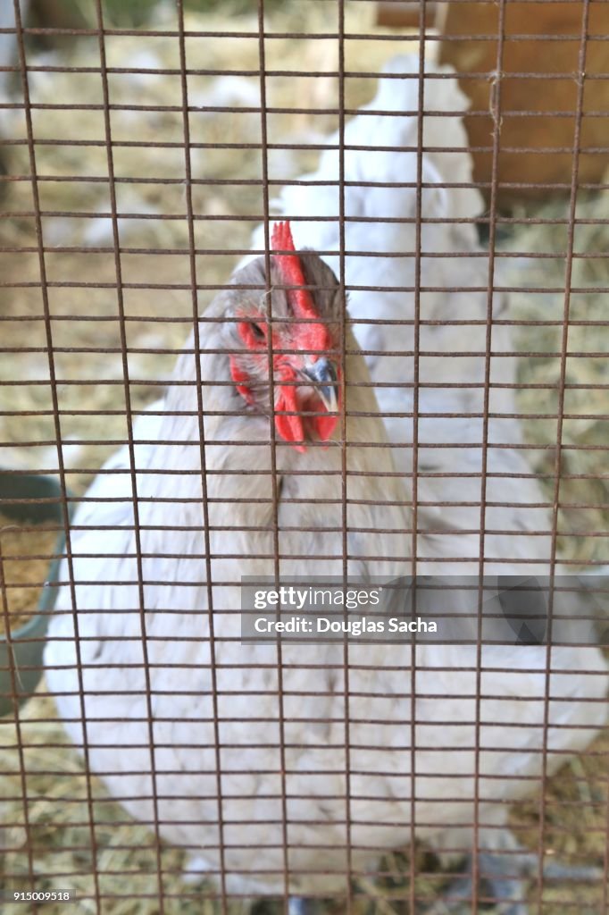 Hen Chicken (Gallus gallus domesticus)