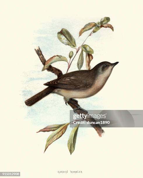 natural history, birds, garden warbler - warbler stock illustrations