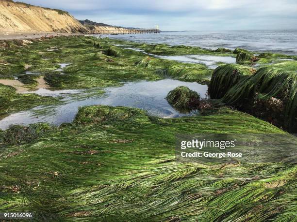 Lush green sea grass is exposed to the air at low tide on January 31 at Gaviota State Beach, California. Because of its close proximity to Southern...