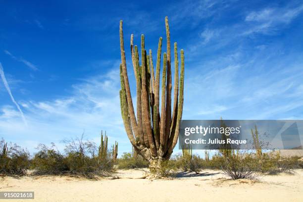 valley of the giants, mexico - cardon stock pictures, royalty-free photos & images