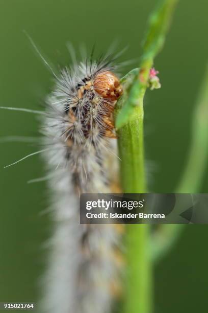 caterpillar - erika klein stock-fotos und bilder