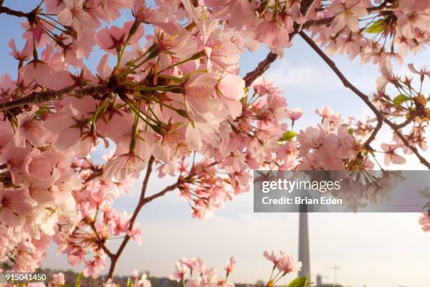 cherry blossoms and the washington monument seen during the cherry blossom festival - washington dc spring stock pictures, royalty-free photos & images