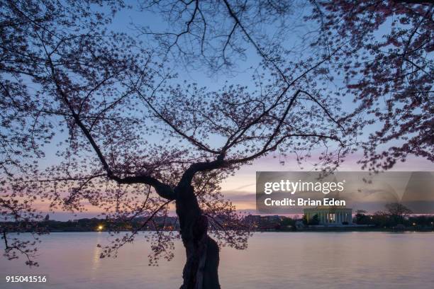 the jefferson memorial at sunrise during the cherry blossom festival in washington dc - brian eden stock-fotos und bilder