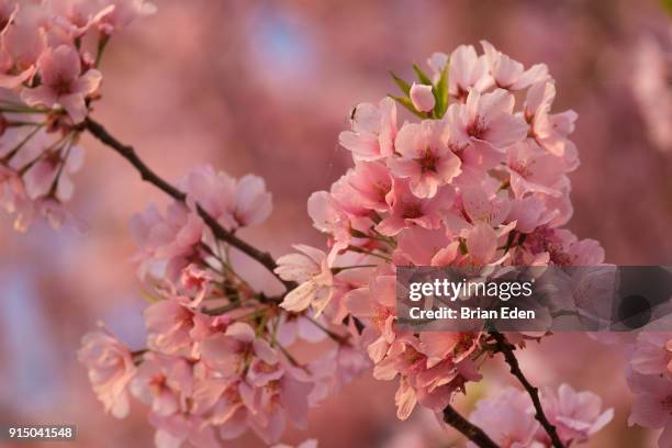 cherry blossom trees at peak bloom during the national cherry blossom festival in washington, d.c. - brian eden stock-fotos und bilder
