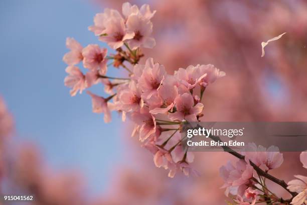 cherry blossom trees at peak bloom during the national cherry blossom festival in washington, d.c. - brian eden stock-fotos und bilder