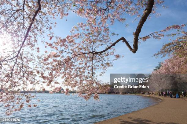 cherry blossom trees at peak bloom during the national cherry blossom festival in washington, d.c. - brian eden stock-fotos und bilder