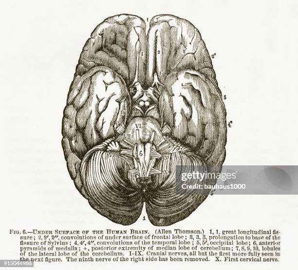 human brain showing the under surface engraved illustration, circa 1880 - frontal lobe stock illustrations