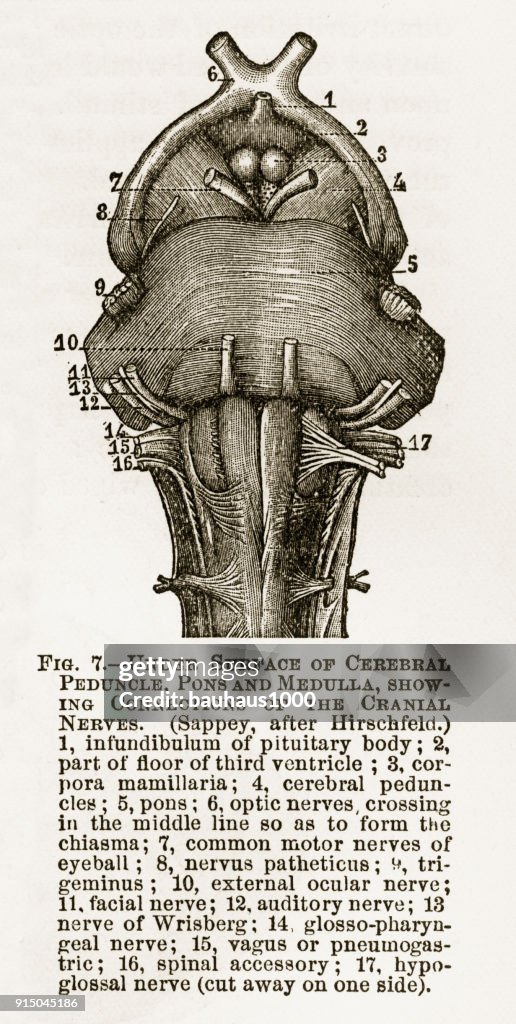 Sous la Surface de l'homme Médulla cérébral gravée Illustration, 1880