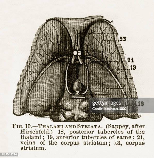 thalami and striata of the human cerebellum engraved illustration, 1880 - corpus striatum stock illustrations