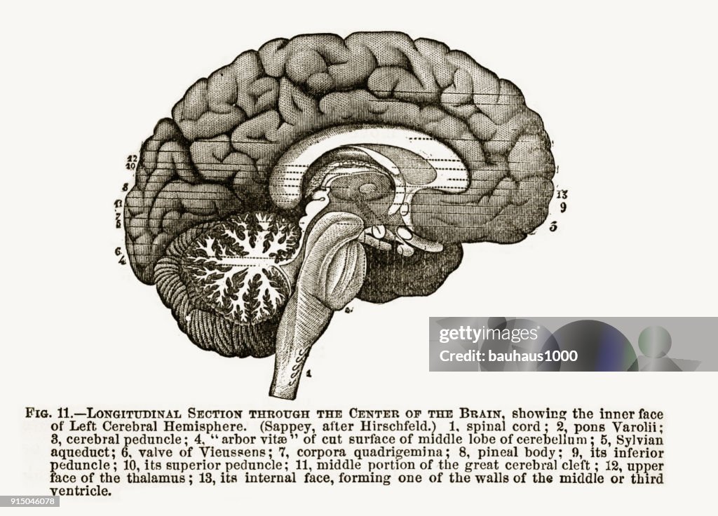 Sezione longitudinale attraverso il centro dell'illustrazione incisa del cervello umano, 1880