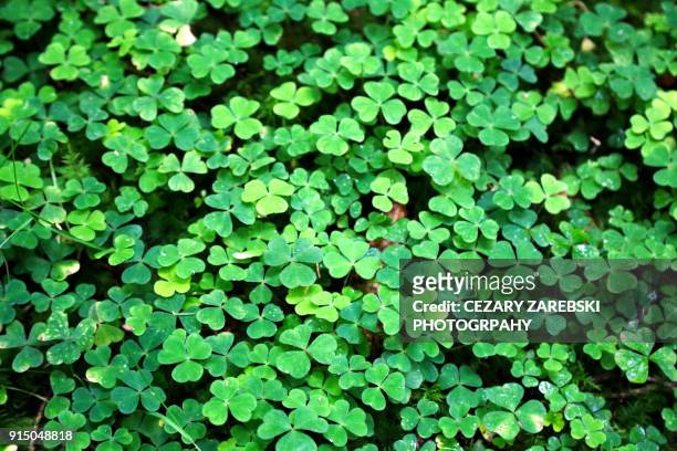 clover field background - four leaf clover stock pictures, royalty-free photos & images