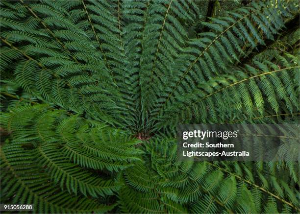 giant tree-fern (dicksonia antarctica) at tarra bulga national park, south gippsland, victoria. - tree fern stock pictures, royalty-free photos & images