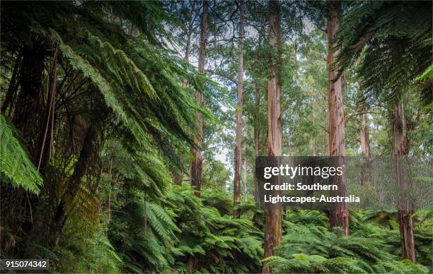 giant mountain ash and tree-ferns in the tarra bulga national park, south gippsland, victoria - tree fern stock pictures, royalty-free photos & images