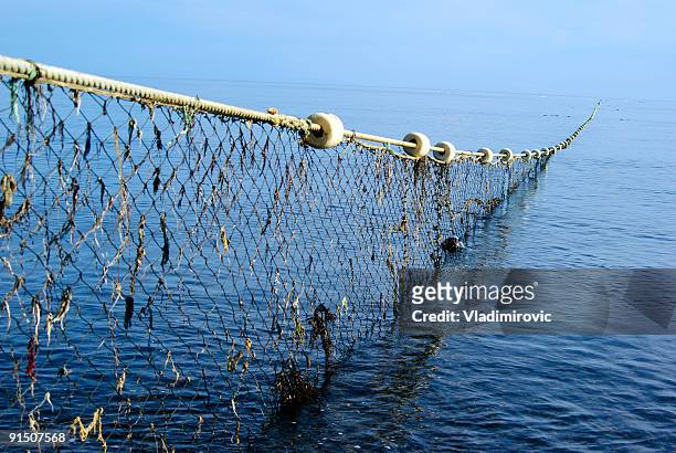 long net going thought the ocean - big game fishing bildbanksfoton och bilder