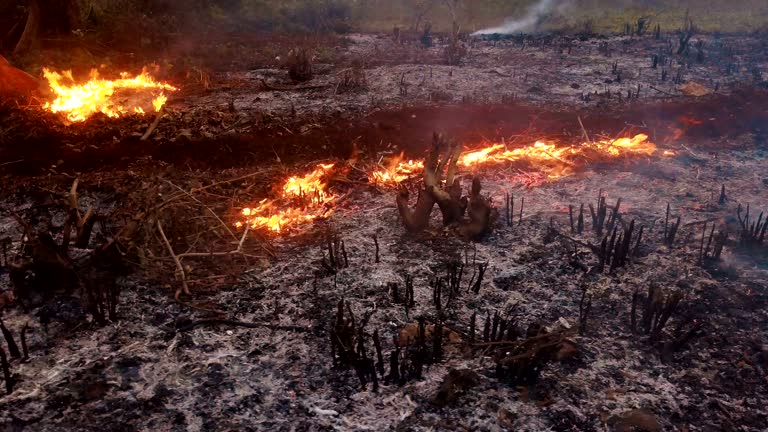 Environmental Issues In Tanzania Videos And HD Footage Getty Images 4-500-environmental-issues-in-tanzania-stock-photos-high-res-pictures