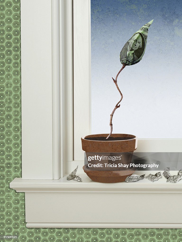 Plant growing dollar bill leaf