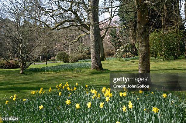 cornish garden - gematigd regenwoud stockfoto's en -beelden