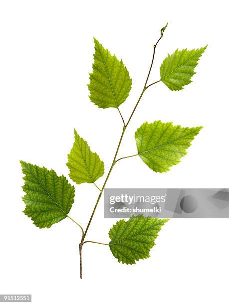 branch of birch with young green leaves - björk bildbanksfoton och bilder