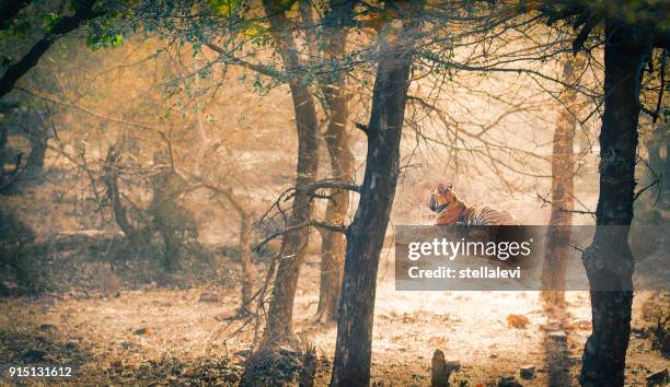 tiger.  india - ranthambore national park stock pictures, royalty-free photos & images