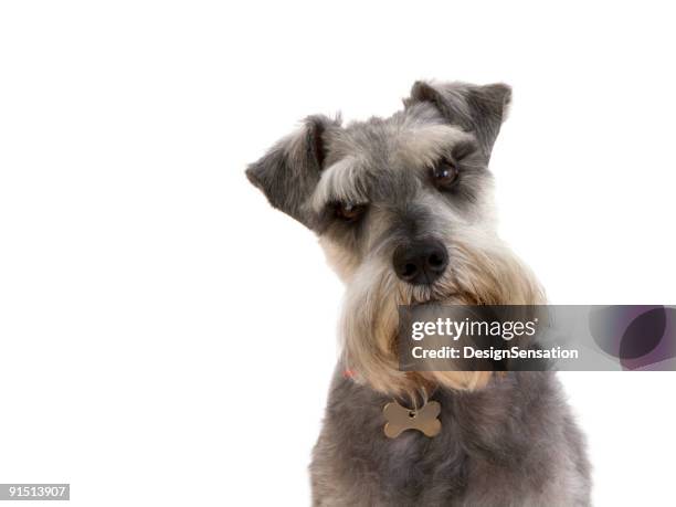 solicitar información mire desde un schnauzer (xxxl - schnauzer fotografías e imágenes de stock