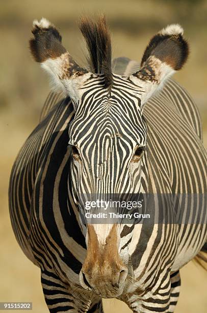 kenya - samburu - grevy's zebra portrait - grevys zebra stock pictures, royalty-free photos & images