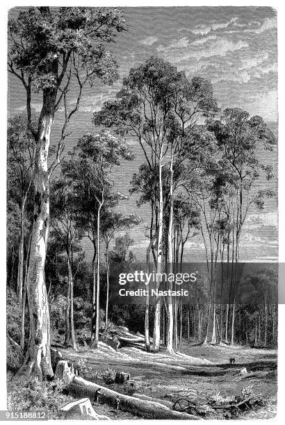 giant eucalyptus tree woodcutter - eucalyptus tree stock illustrations