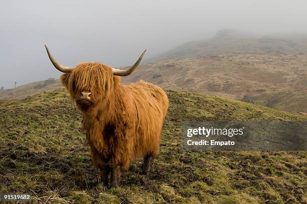 highland coo. - highland coo stock pictures, royalty-free photos & images