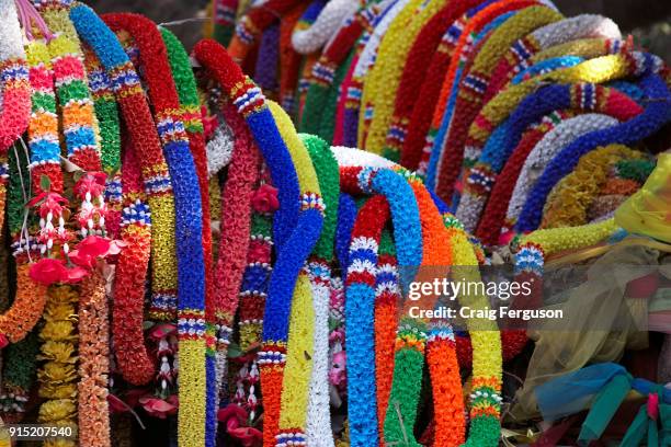 Colorful flower garlands known as phuang malai decorate the 350 year old banyan tree at Sai Ngam. The banyon grove covering an area of 1350 square...