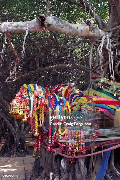 Colorful flower garlands known as phuang malai decorate the 350 year old banyan tree at Sai Ngam. The banyon grove covering an area of 1350 square...