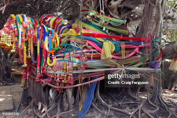Colorful flower garlands known as phuang malai decorate the 350 year old banyan tree at Sai Ngam. The banyon grove covering an area of 1350 square...