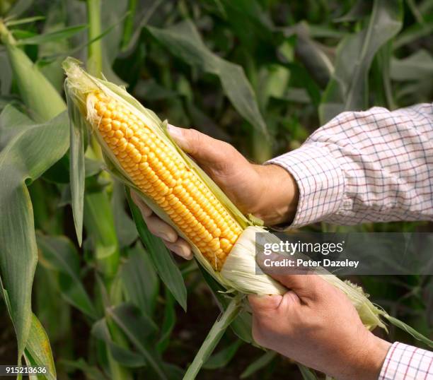 quality control of the organic corn on the cob harvestings - images of corn harvest ストックフォトと画像