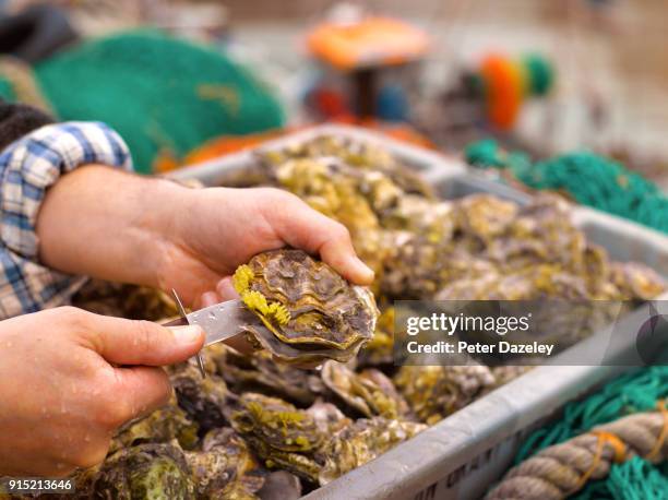 fresh oysters just landed on quayside in whitstable kent - oysters stockfoto's en -beelden