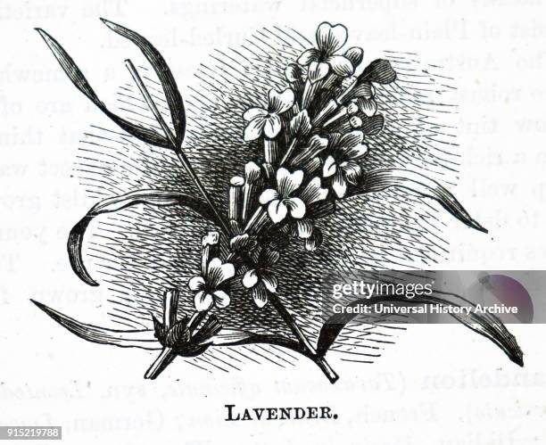 Illustration depicting a piece of lavender a genus of 47 known species of flowering plants in the mint family, Lamiaceae. Dated 20th century.