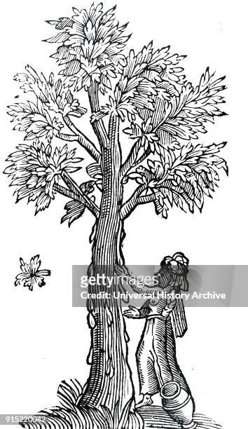 Woodblock print depicting a man collecting resin from a Frankincense tree. Incense-bearing trees were native to the Somali and Arabian coasts. Dated...