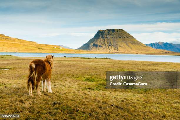 冰島草原馬放牧 - 冰島馬 個照片及圖片檔