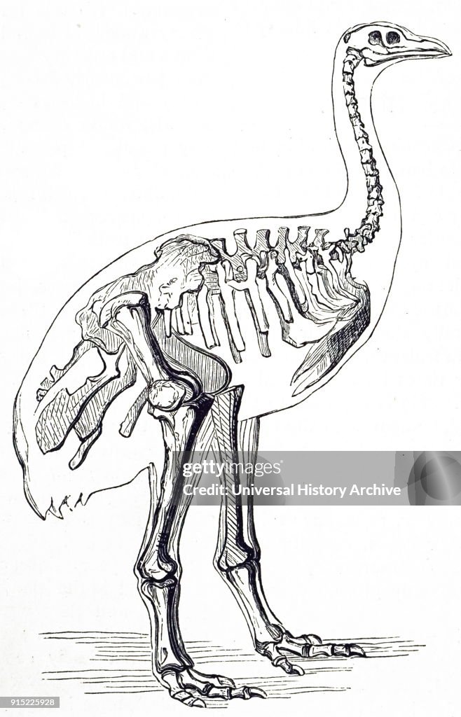 The skeleton of a giant moa.