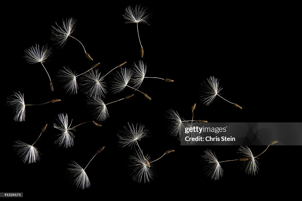Dandelion seeds flying away