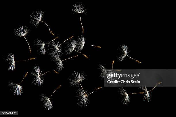 Dandelion Seeds Flying Away, Stock-Foto