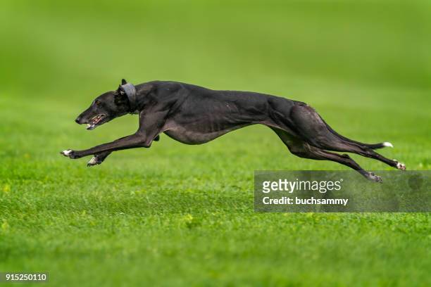 schneller hund - greyhounds imagens e fotografias de stock