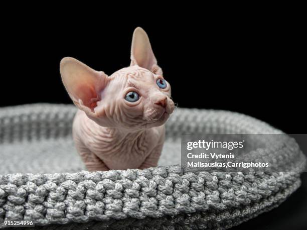 sphynx cat - sphynx kitten stock pictures, royalty-free photos & images