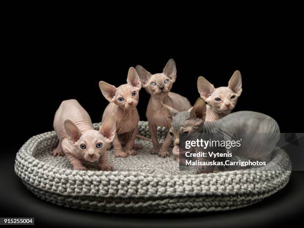 sphynx cat - sphynx kitten stock pictures, royalty-free photos & images