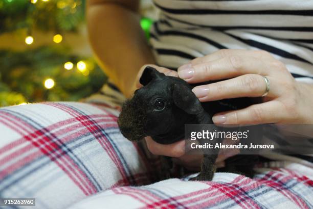 guinea pig (black skinny guinea pig) in hands - sans poils photos et images de collection